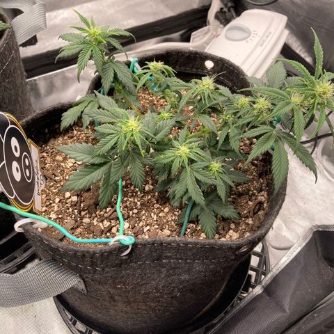 Toof Decay growlog timeline photo
