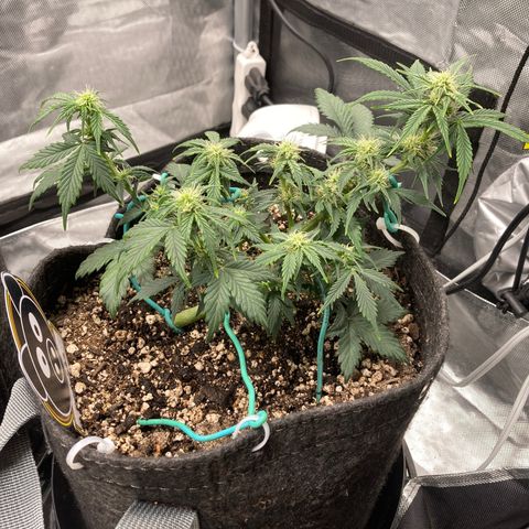 Toof Decay growlog timeline photo