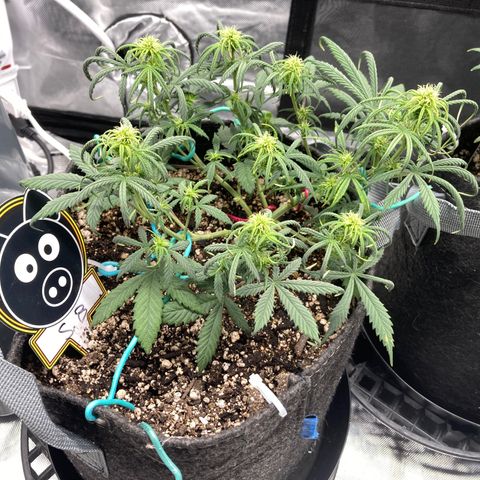 Sour Bubbly growlog timeline photo