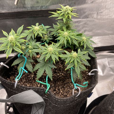 Samsquatch OG growlog timeline photo