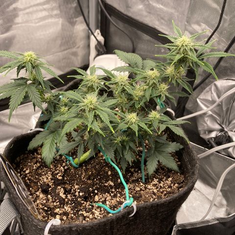 Toof Decay growlog timeline photo