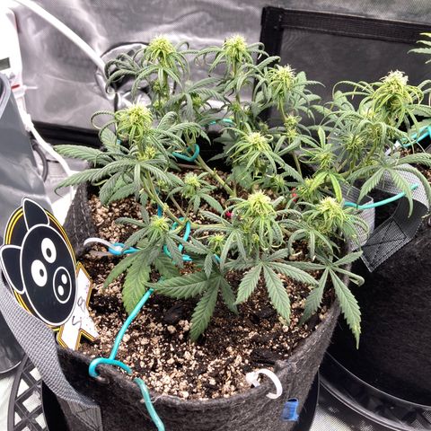 Sour Bubbly growlog timeline photo