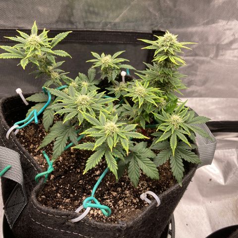 Samsquatch OG growlog timeline photo