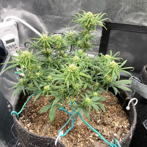 Sour Bubbly growlog timeline photo