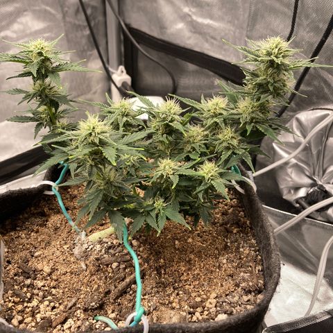 Toof Decay growlog timeline photo