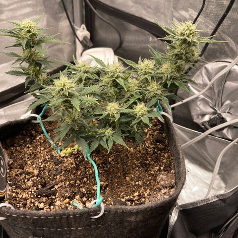 Toof Decay growlog timeline photo