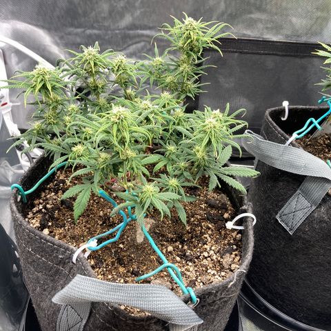 Sour Bubbly growlog timeline photo