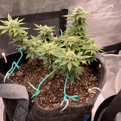 Samsquatch OG growlog timeline photo