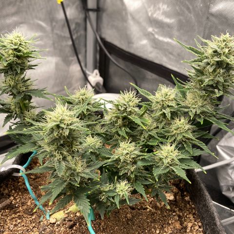 Toof Decay growlog timeline photo