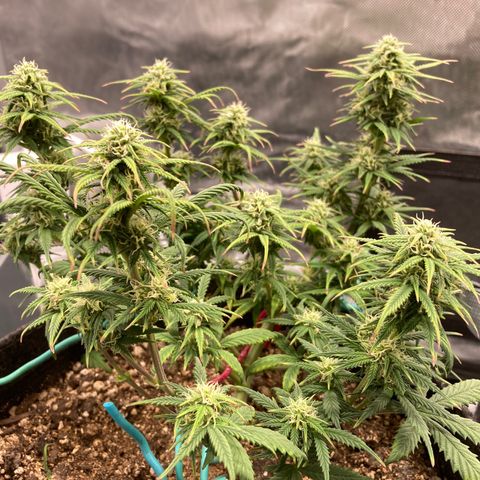 Sour Bubbly growlog timeline photo