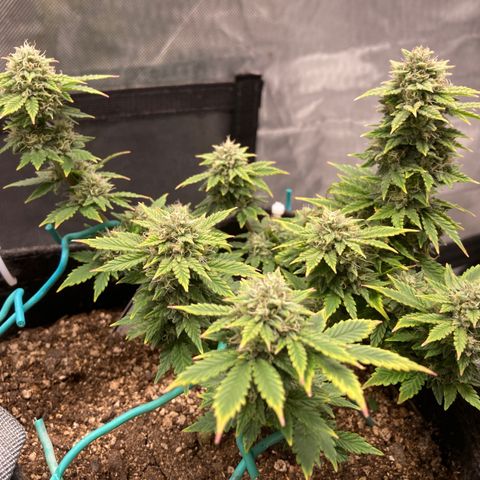 Samsquatch OG growlog timeline photo