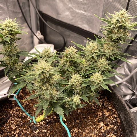 Toof Decay growlog timeline photo