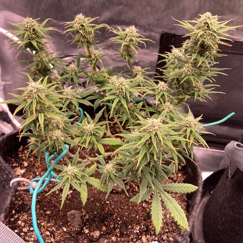 Sour Bubbly growlog timeline photo