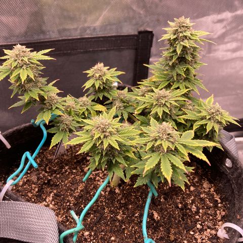 Samsquatch OG growlog timeline photo