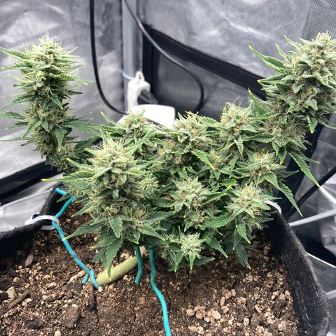 Toof Decay growlog timeline photo