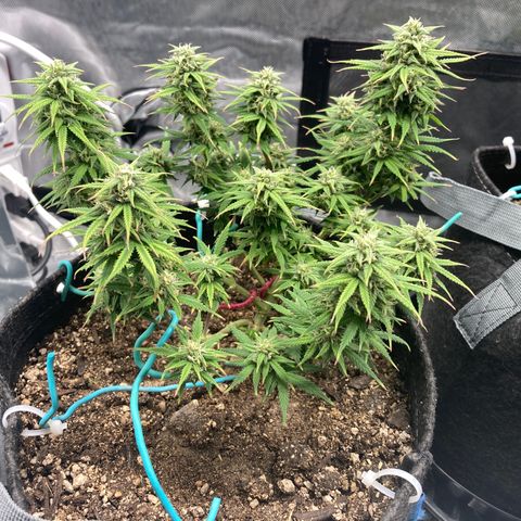 Sour Bubbly growlog timeline photo