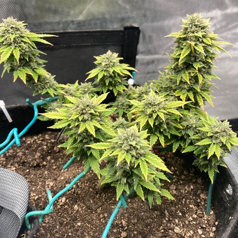 Samsquatch OG growlog timeline photo