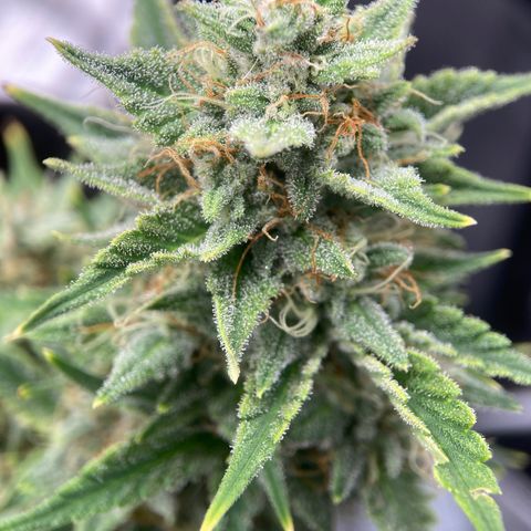 Toof Decay growlog timeline photo