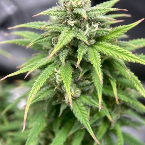 Sour Bubbly growlog timeline photo
