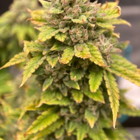 Samsquatch OG growlog timeline photo