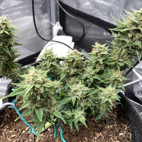 Toof Decay growlog timeline photo