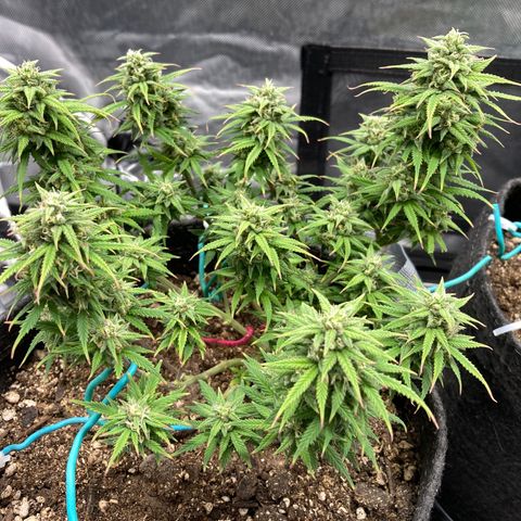 Sour Bubbly growlog timeline photo