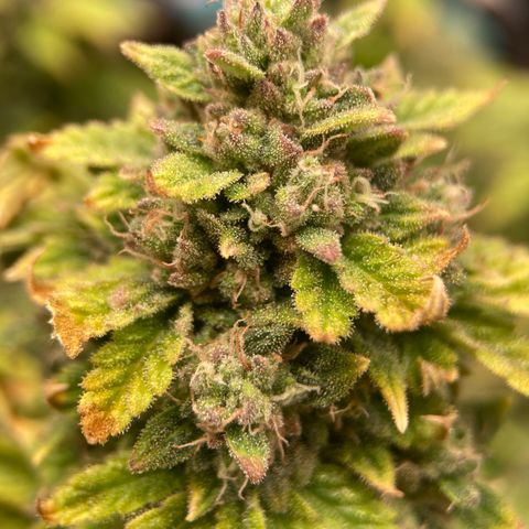 Samsquatch OG growlog photo: Nice amber