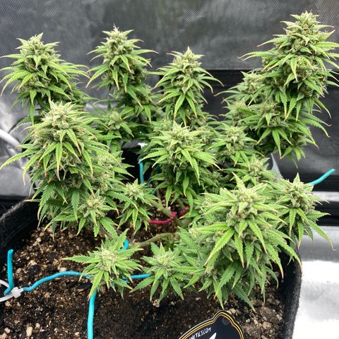 Sour Bubbly growlog timeline photo