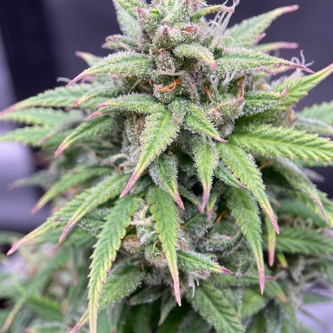 Sour Bubbly growlog timeline photo