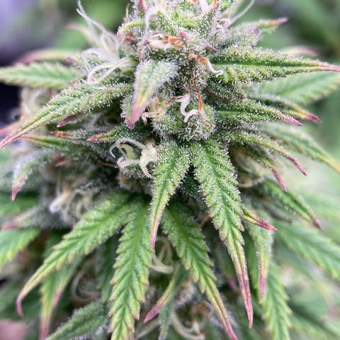 Sour Bubbly growlog timeline photo
