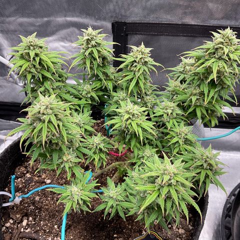 Sour Bubbly growlog timeline photo
