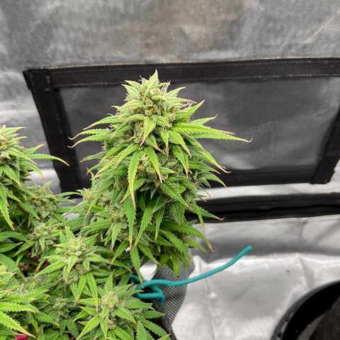 Sour Bubbly growlog timeline photo