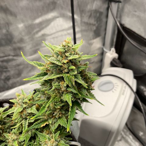 Toof Decay growlog timeline photo
