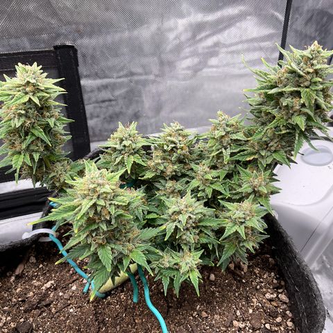 Toof Decay growlog timeline photo