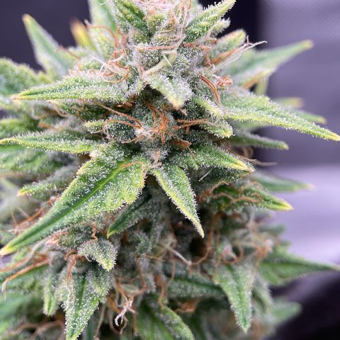 Toof Decay growlog timeline photo