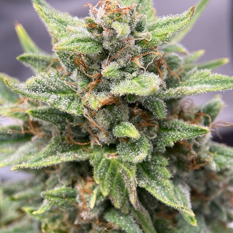 Toof Decay growlog timeline photo