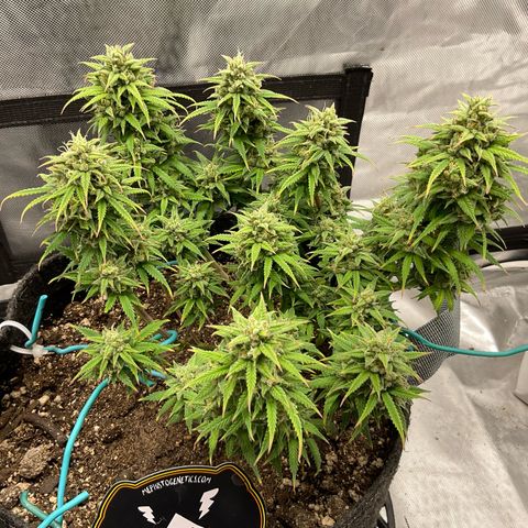 Sour Bubbly growlog timeline photo