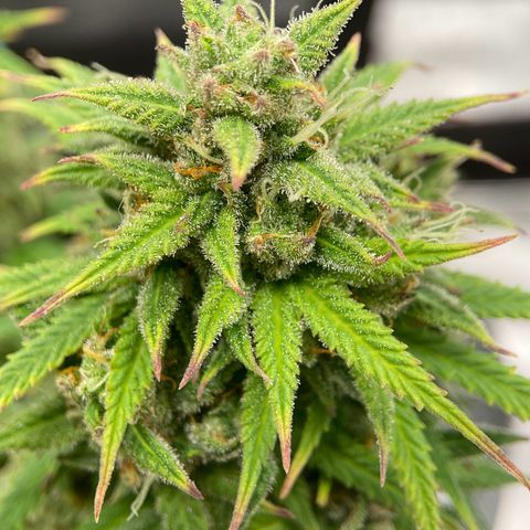 Sour Bubbly growlog timeline photo