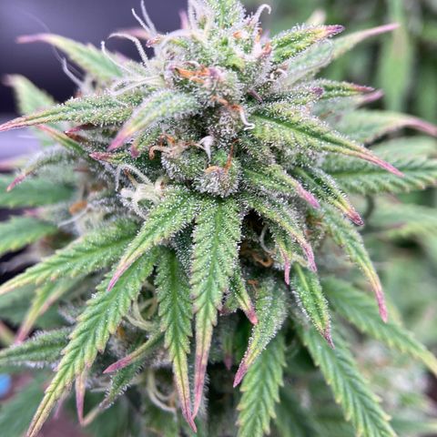 Sour Bubbly growlog timeline photo