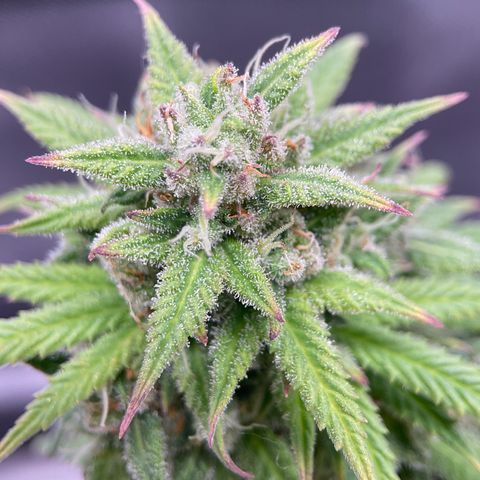 Sour Bubbly growlog timeline photo
