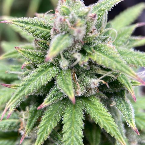 Sour Bubbly growlog timeline photo