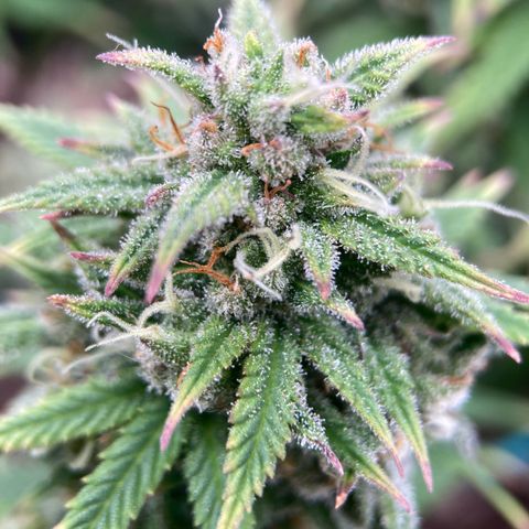 Sour Bubbly growlog timeline photo