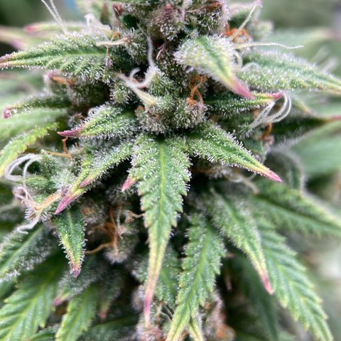 Sour Bubbly growlog timeline photo