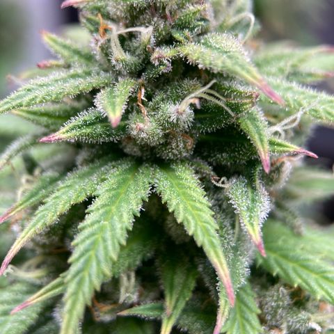 Sour Bubbly growlog timeline photo