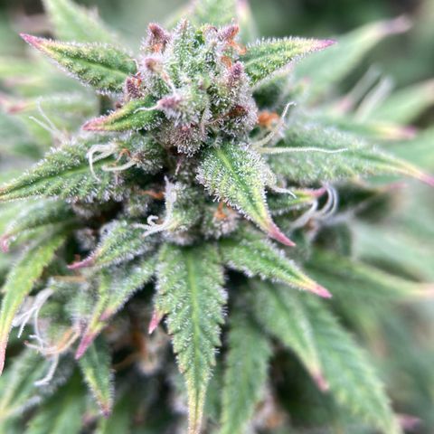Sour Bubbly growlog timeline photo