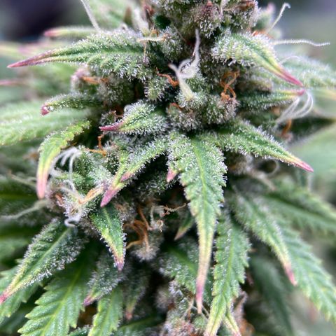 Sour Bubbly growlog timeline photo