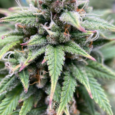Sour Bubbly growlog timeline photo