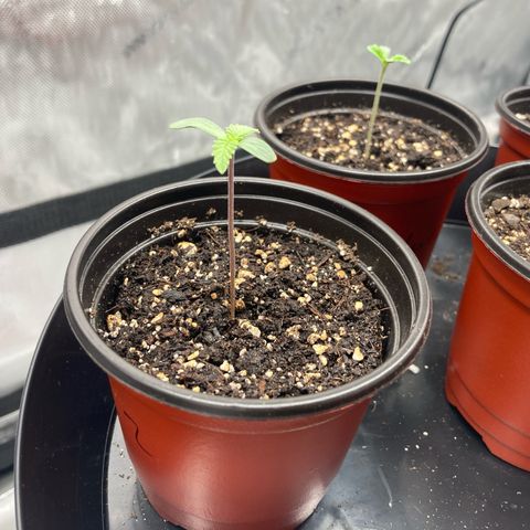 Slurricane growlog timeline photo