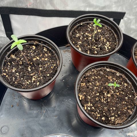 Slurricane growlog photo: Slurricane #1 is currently leading the pack of 3 in terms of being healthy and vibrant 