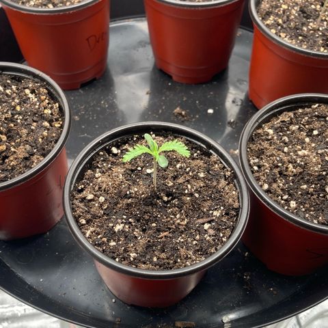 Slurricane growlog timeline photo